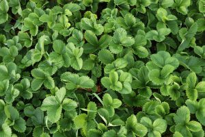Strawberry leaves